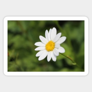 Daisy Sticker